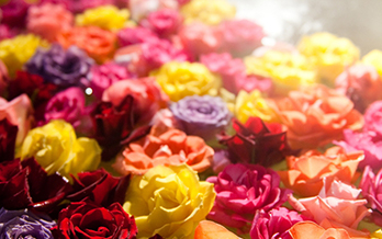 Open-air rose petal bath photo